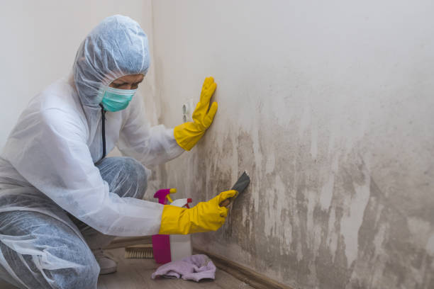 Best Attic Mold Removal  in Gray, LA