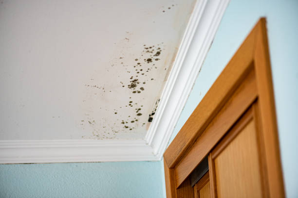 Best Crawl Space Mold Removal  in Gray, LA
