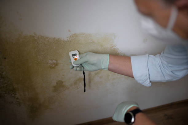 Best Mold Damage Repair  in Gray, LA