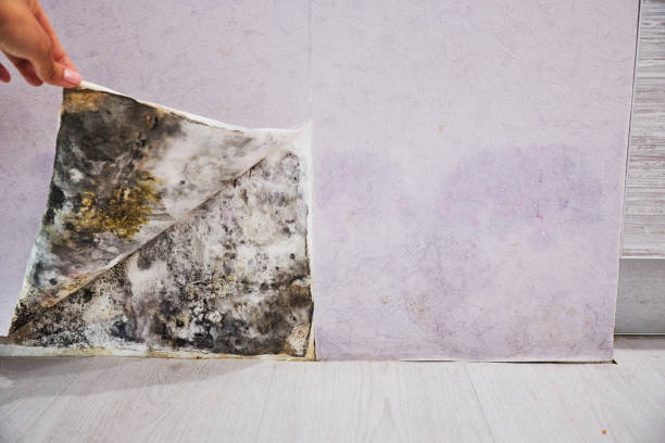 Mold Removal Process in Gray, LA